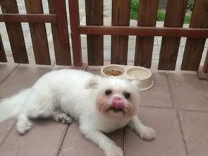 沙河專業貓咪狗狗寄養服務 全天候關愛您的寵物伙伴