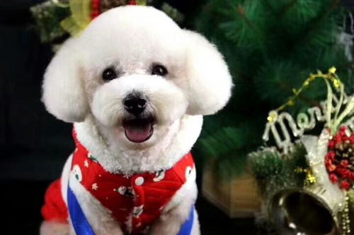 寵物美容培訓 開啟專業寵物服務之路