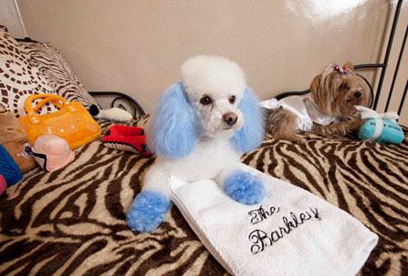 國慶帶狗狗出游全攻略 帶上心愛的它，來一場說走就走的旅行