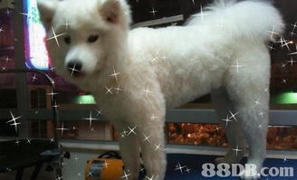 全面關(guān)愛(ài)您的愛(ài)寵 jet pet 愛(ài)犬事務(wù)所專業(yè)服務(wù)指南