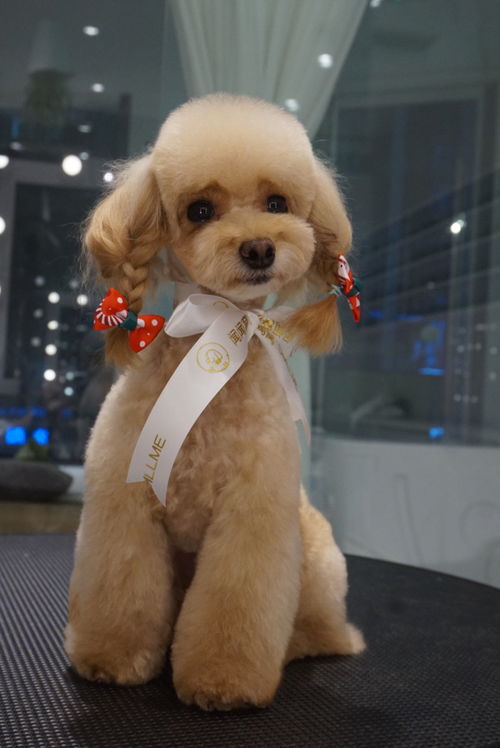 聞聞窩寵物生活館周年慶典 專屬星寵卡壕禮來(lái)襲，寵愛(ài)升級(jí)