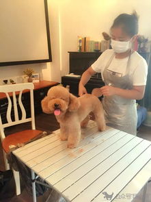 親測 爆爽的寵物美容造型上門一條龍服務