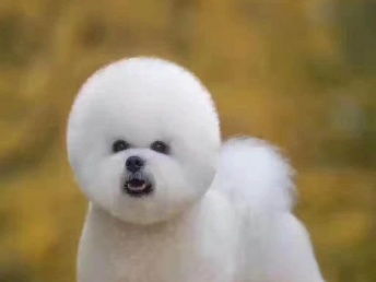 寵物家生活會(huì)館 北京寵物服務(wù)，專業(yè)呵護(hù)您的寵物寶貝