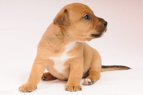 養(yǎng)寵新手指南 如何選擇寵物、注意事項(xiàng)與寵物服務(wù)